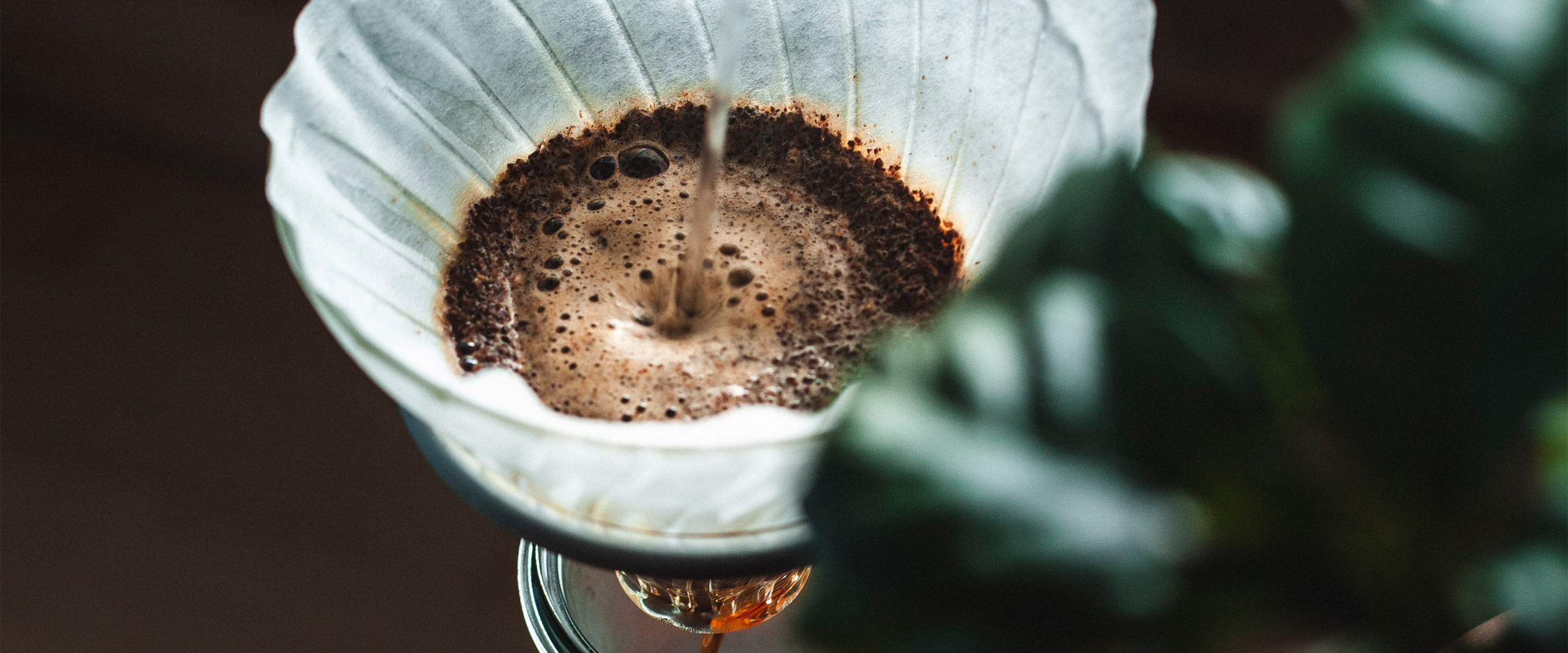 Das Aufblühen des Kaffees kaffeefilter mit Kaffee beim aufblühen